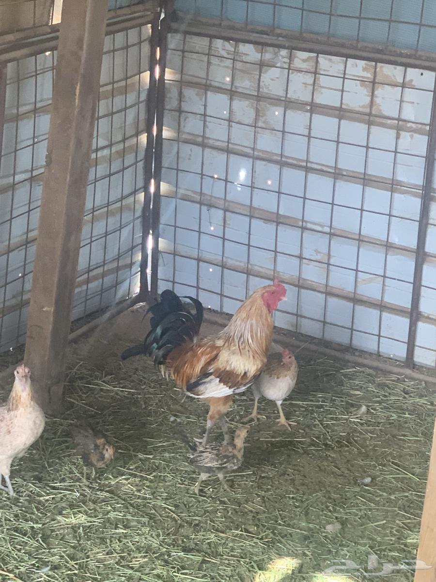Rooster63196868816002113