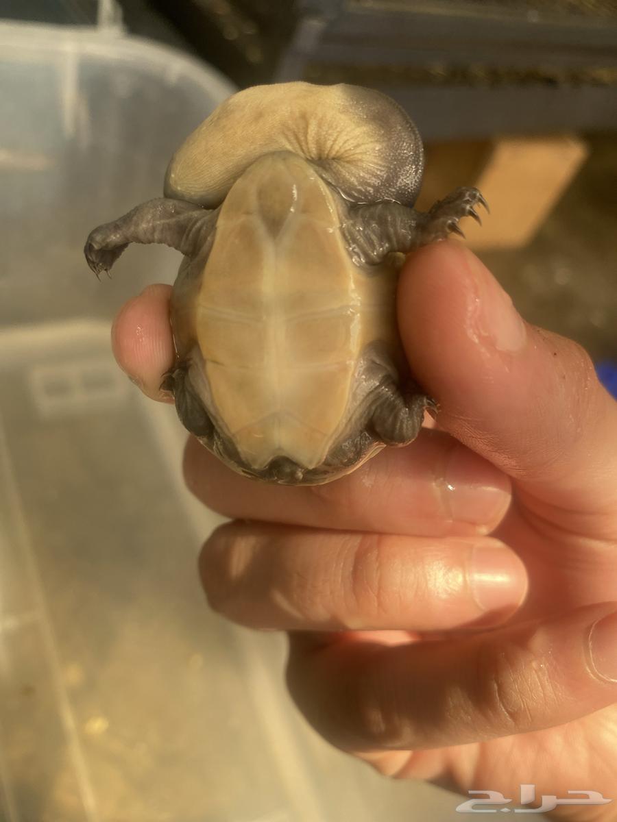 Thanks to God, snake-necked turtles and catfish have been provided.63196868782465111