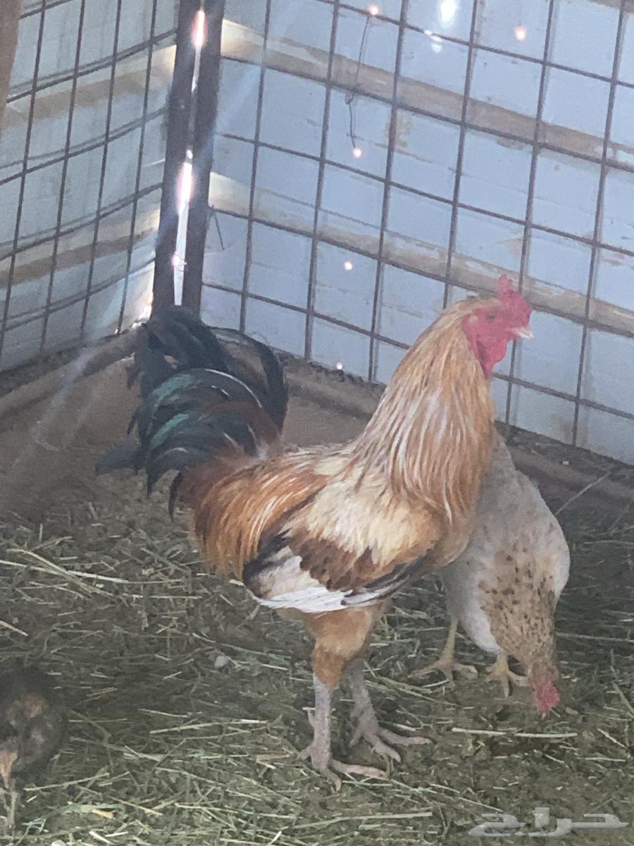 Rooster63196868816002114