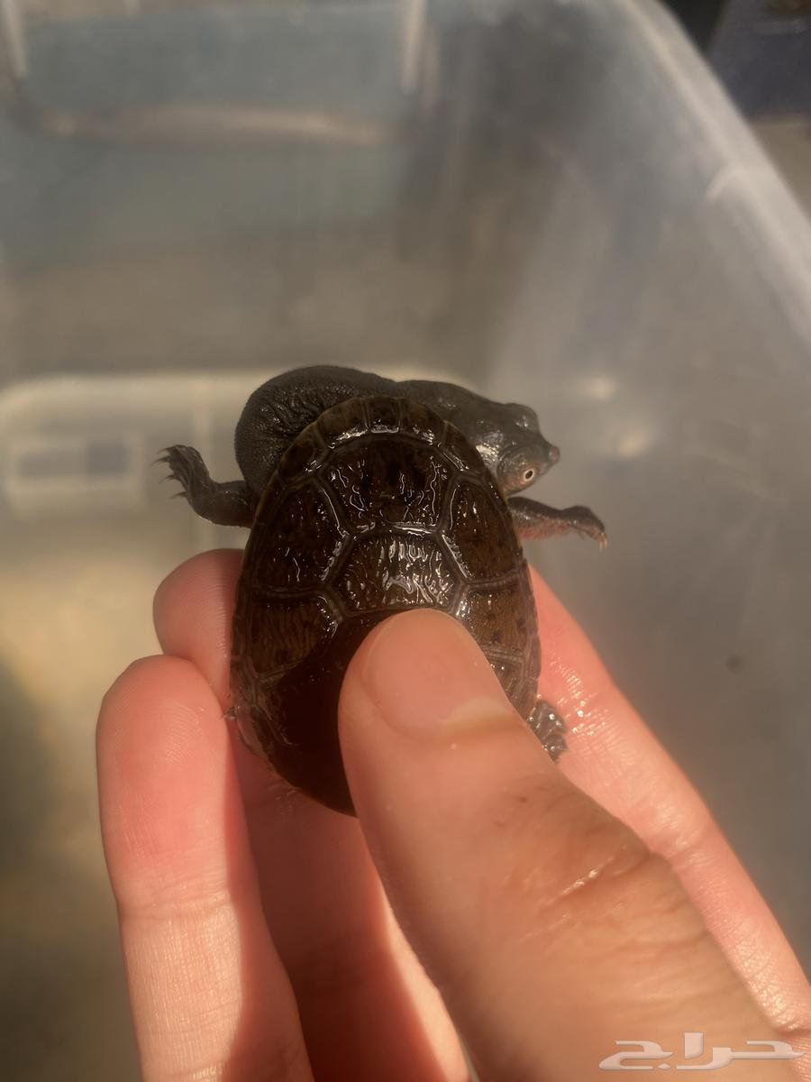 Thanks to God, snake-necked turtles and catfish have been provided.63196868782465112