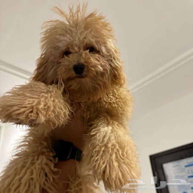 Poodle dogs for sale63198370248835114