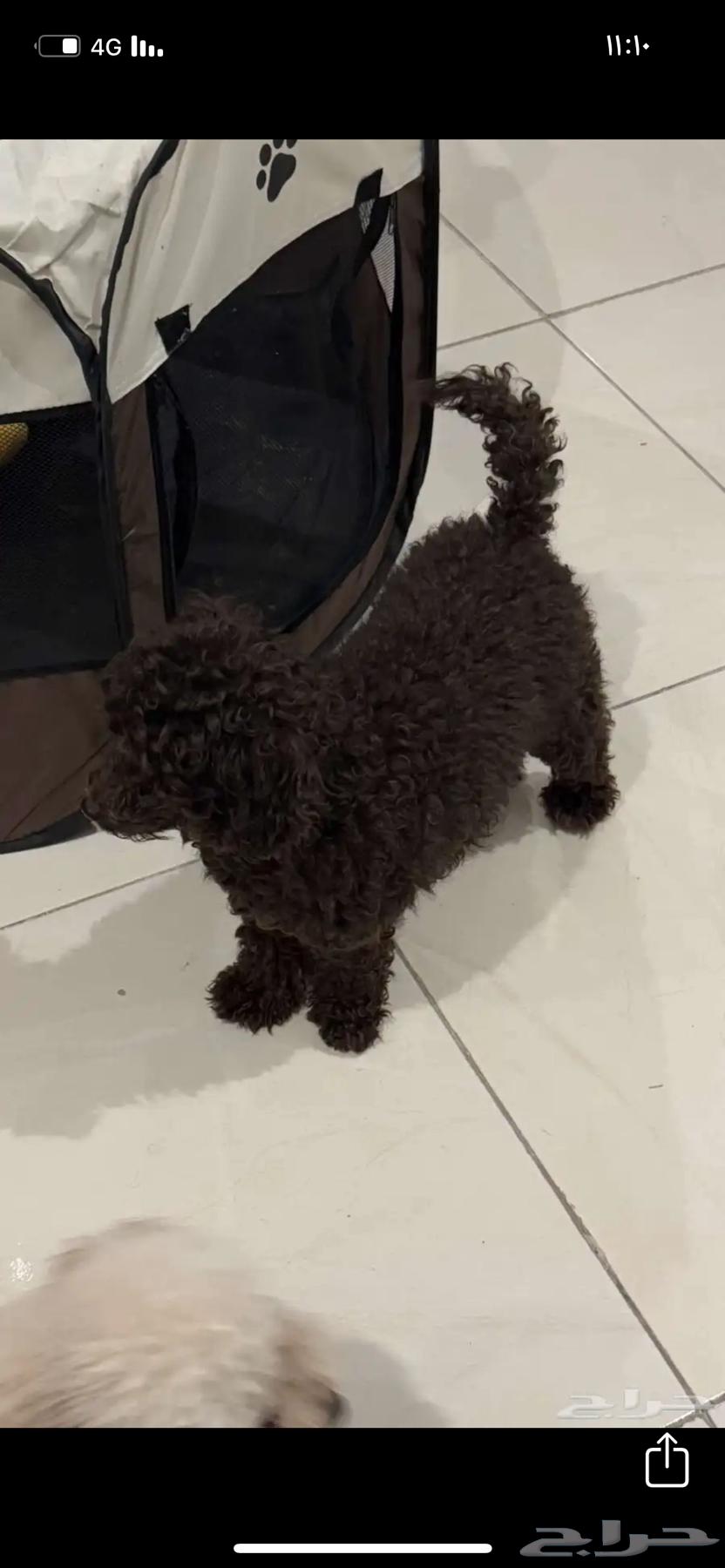 Poodle dogs for sale63198370248835111