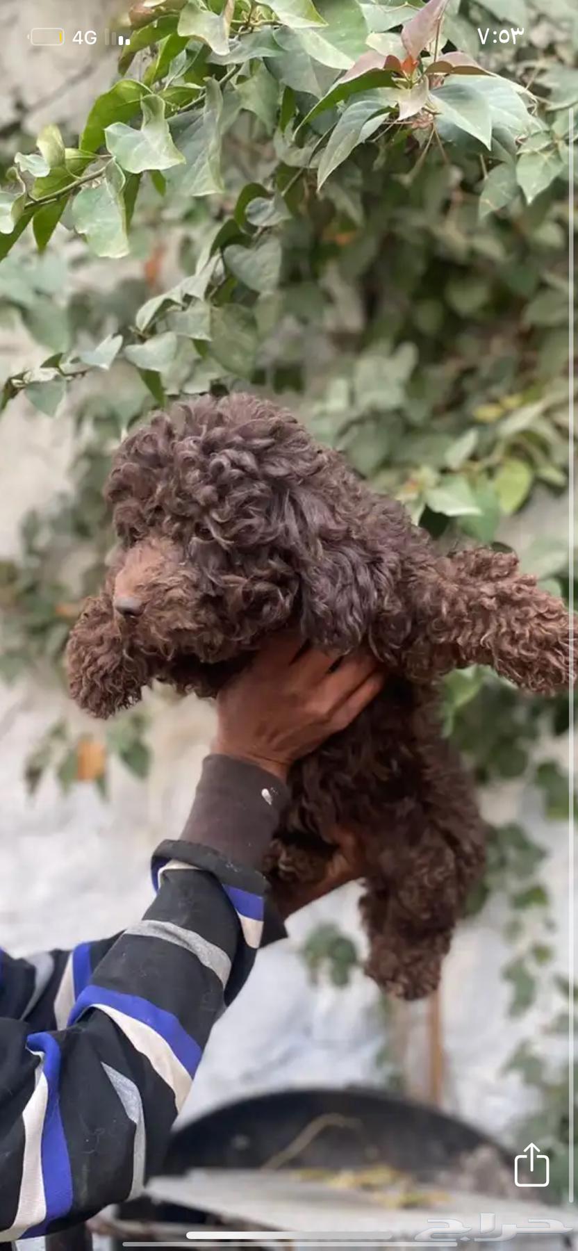 Poodle dogs for sale63198370248835113