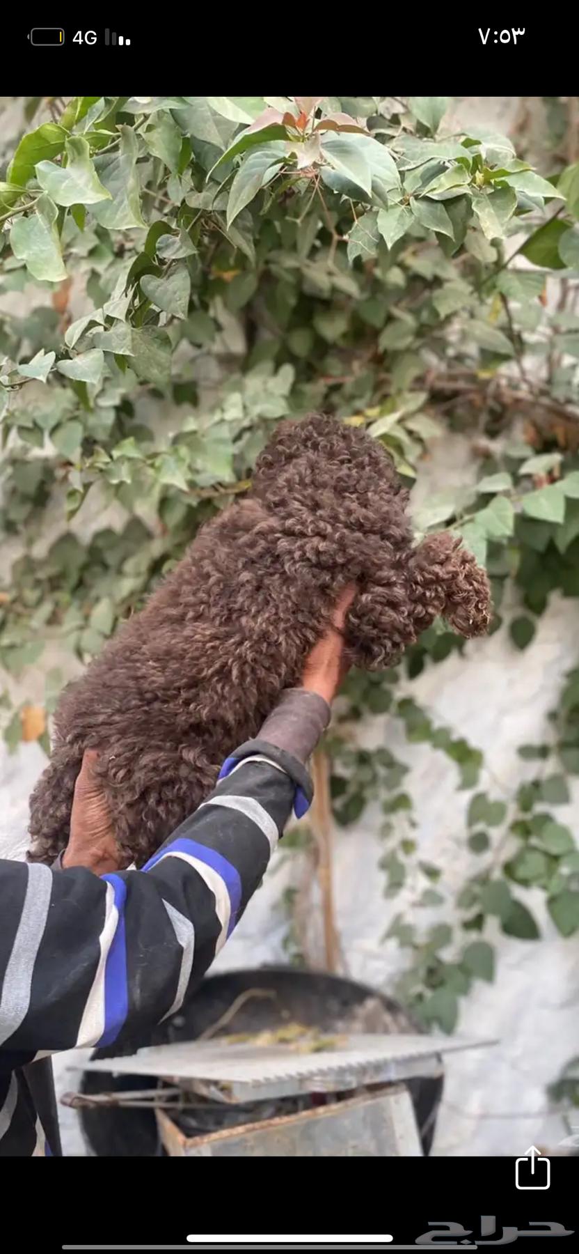 Poodle dogs for sale63198370248835112