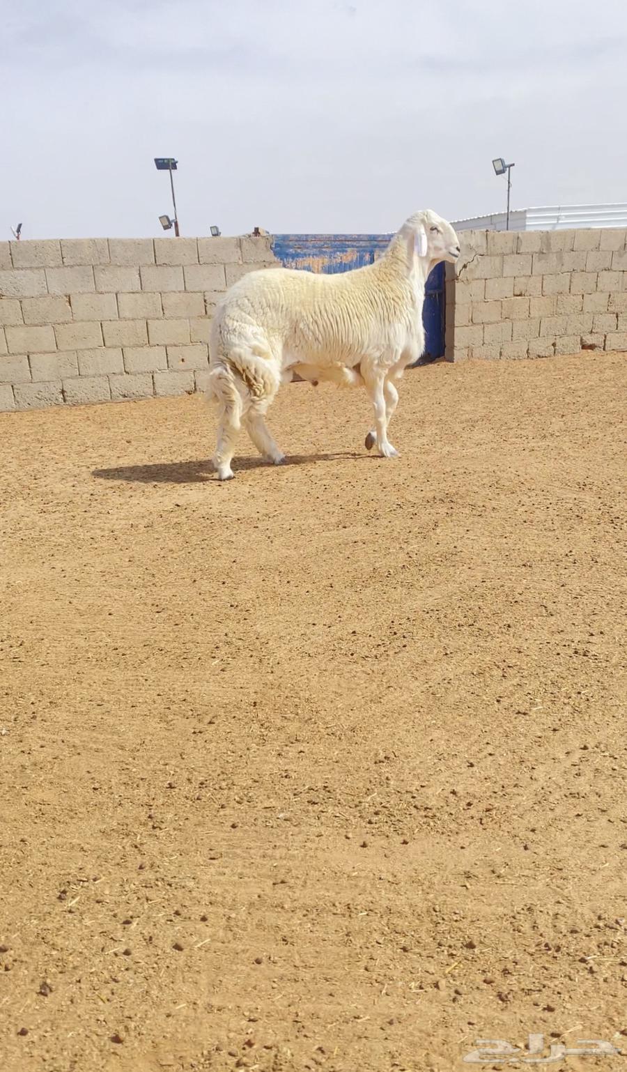 Project stallion free category category ID (sold)63194324445313114