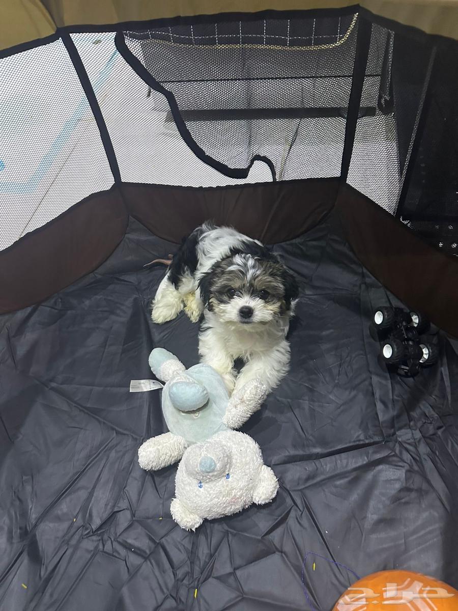 Dog for sale63193334005889111