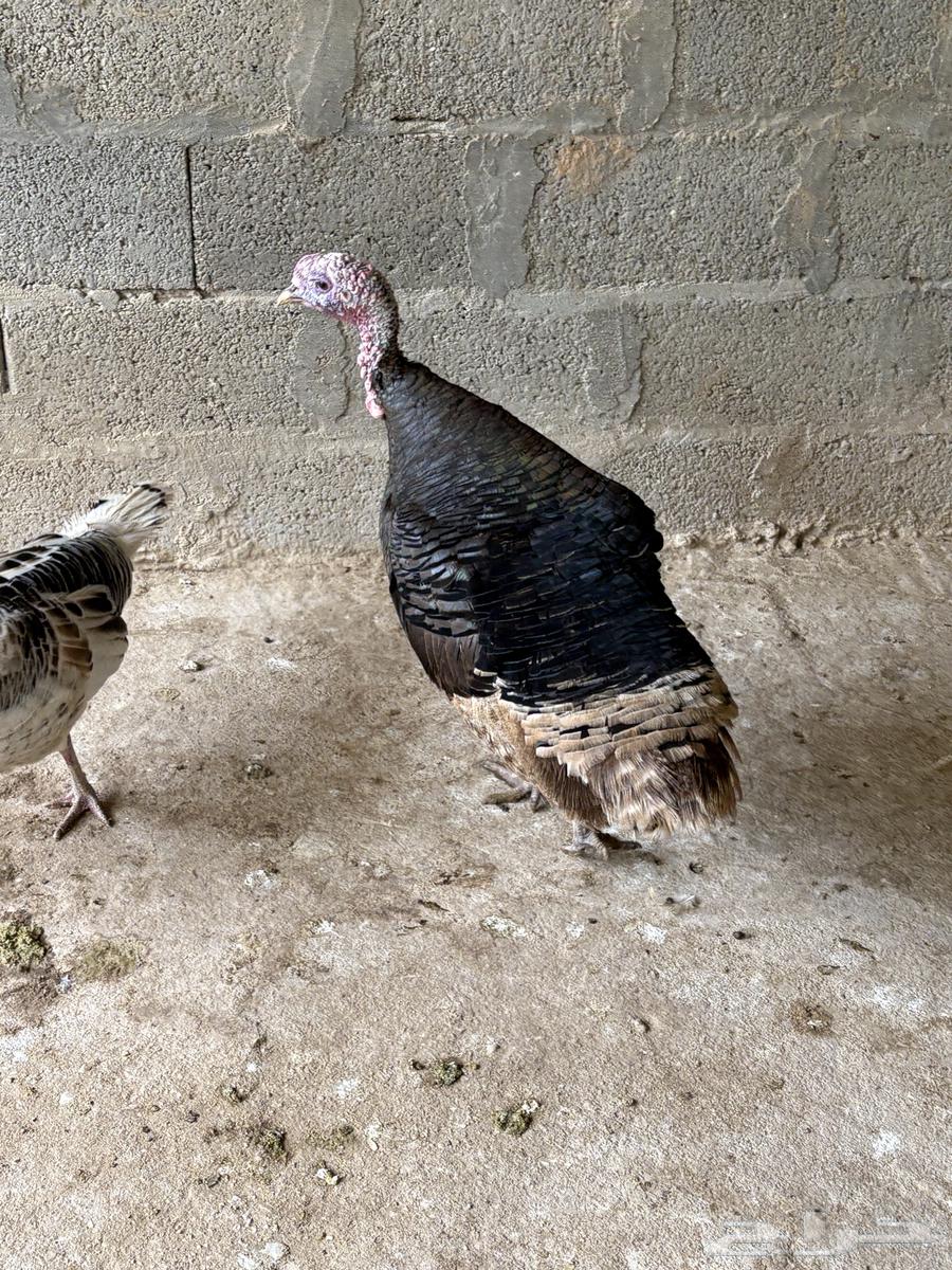 Turkey with excellent health63194819261698110
