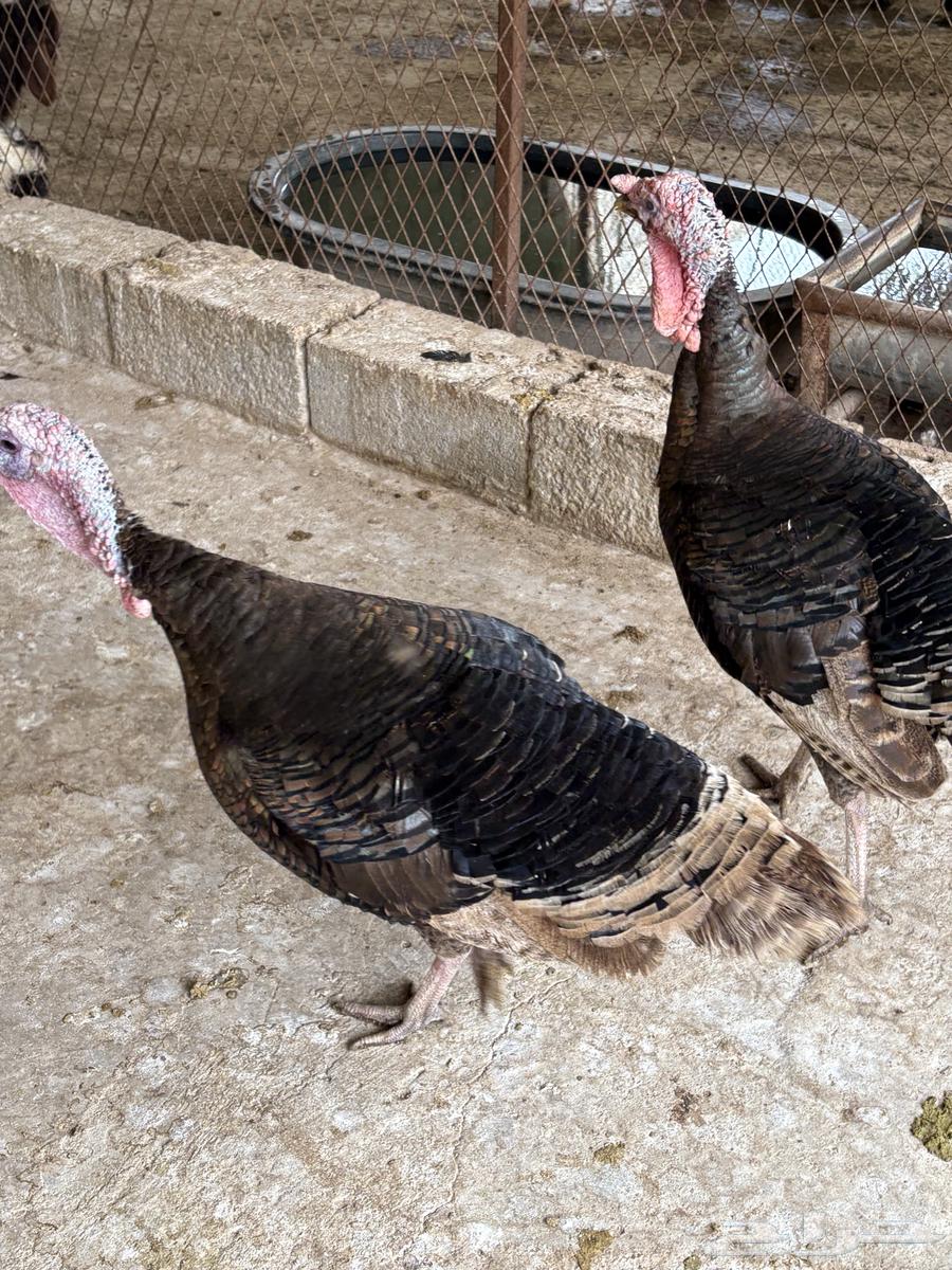 Turkey with excellent health63194819261698112