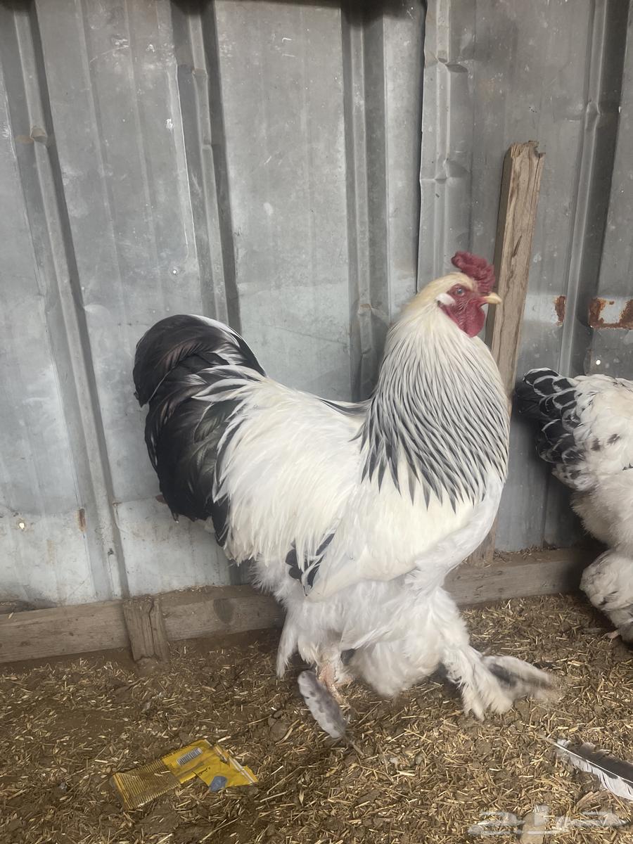 Rooster Brahma Colombian63193816002434112