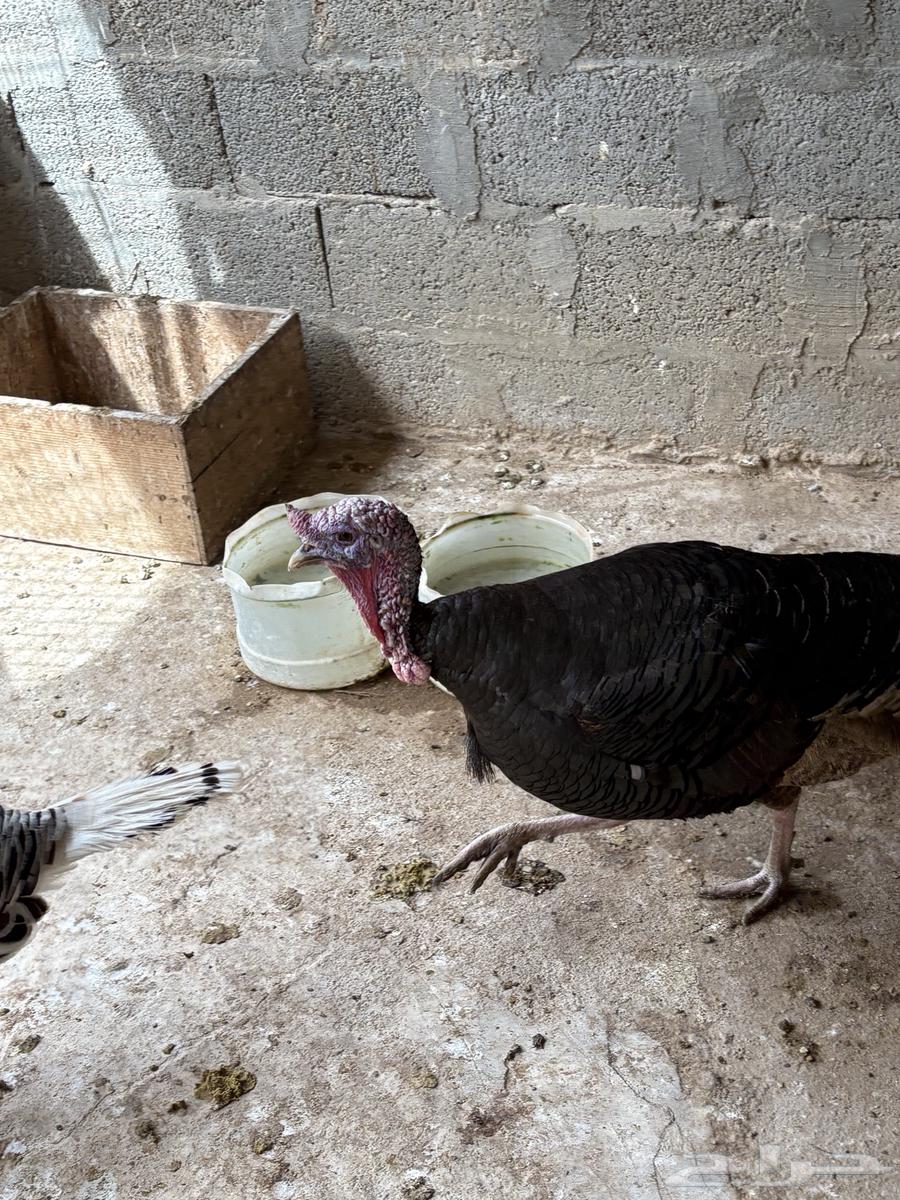 Turkey with excellent health63194819261698111