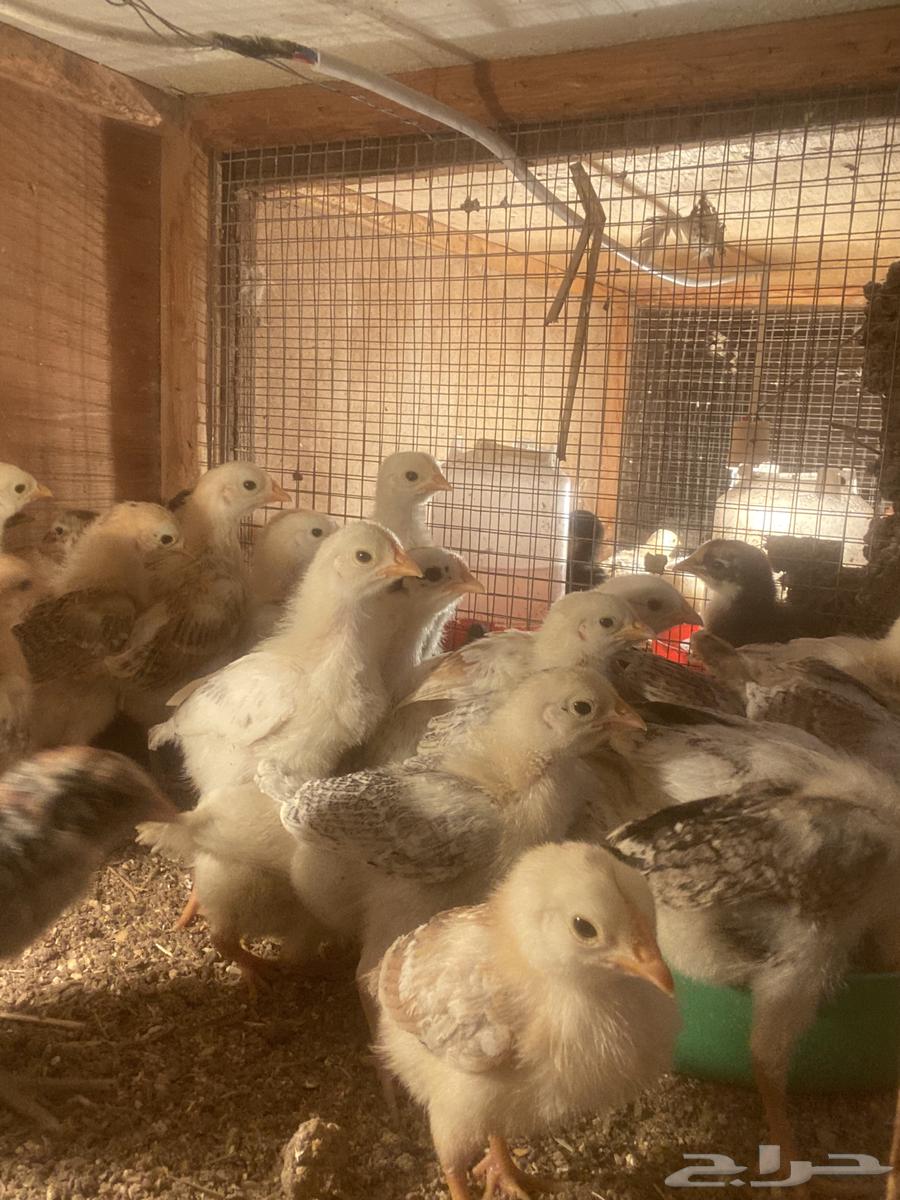 Chicks63192809949954113