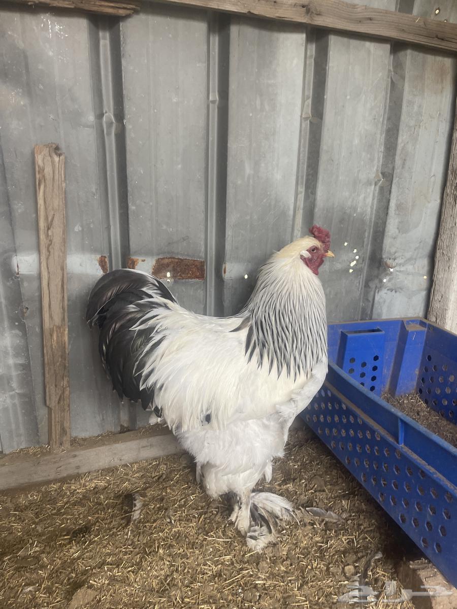 Rooster Brahma Colombian63193816002434113