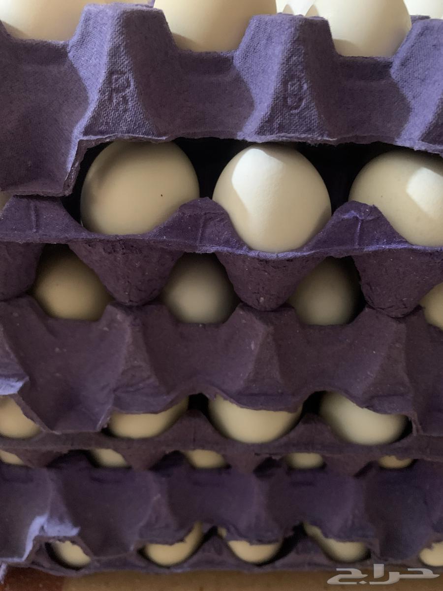 Local eggs for sale in Al Dhahran63194305704194111