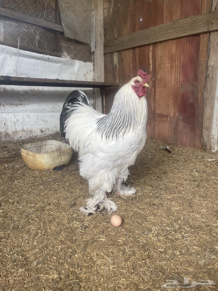Rooster Brahma Colombian63193816002434111