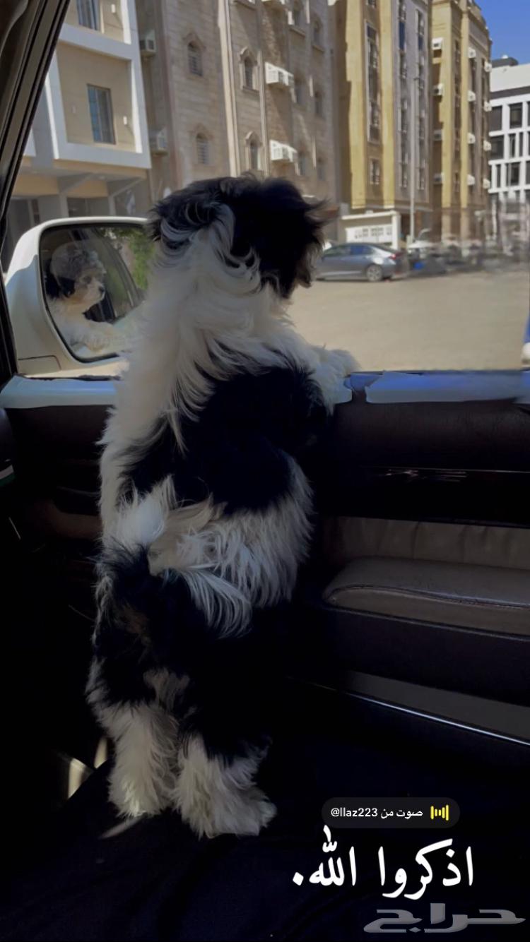 Dog for sale63193334005889113