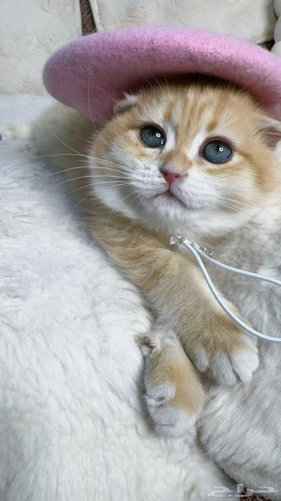 انثى سكوتش فولد للبيع مستوى بطل63516177159810112