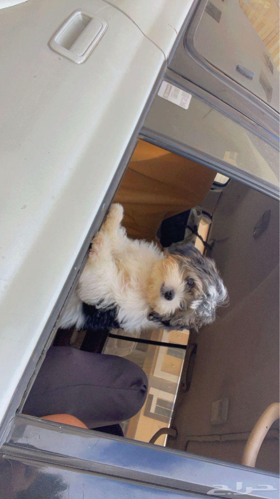 Dog for sale63193334005889112