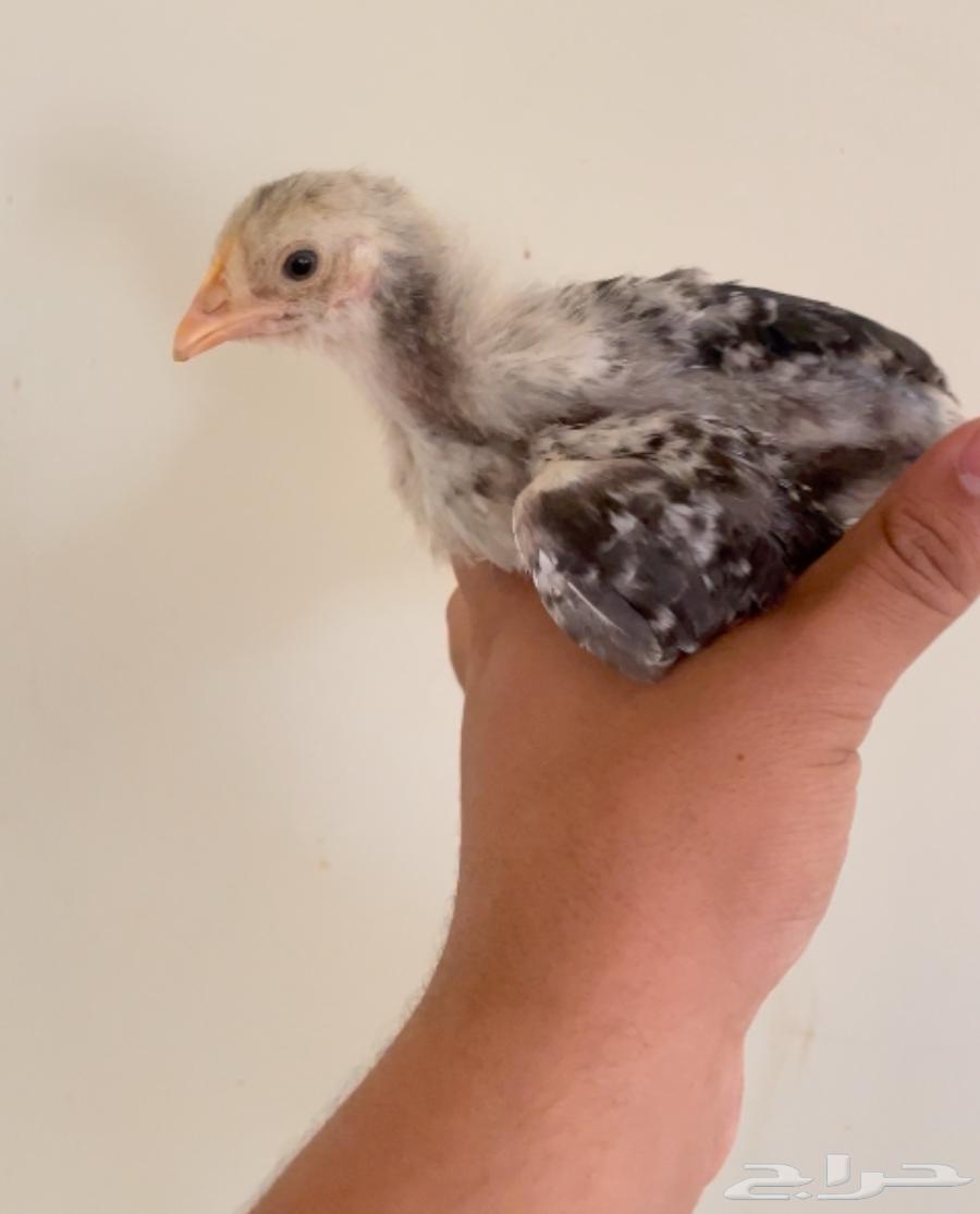 Local chicks from Fayoum, Turkey63192315695874111