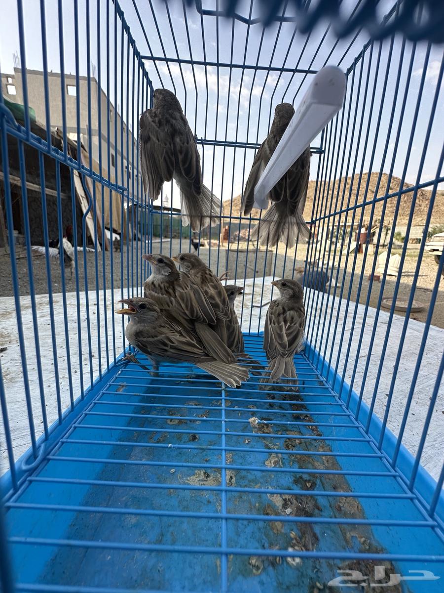 عصافير برية63515385981314110