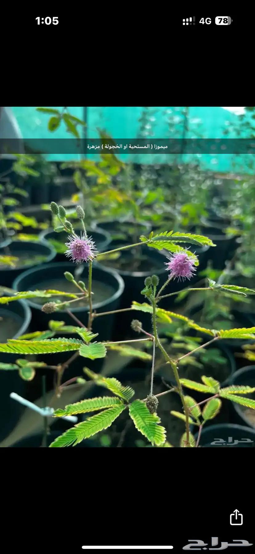 Various seedlings - vegetables - herbs - ornamental63221066748674113