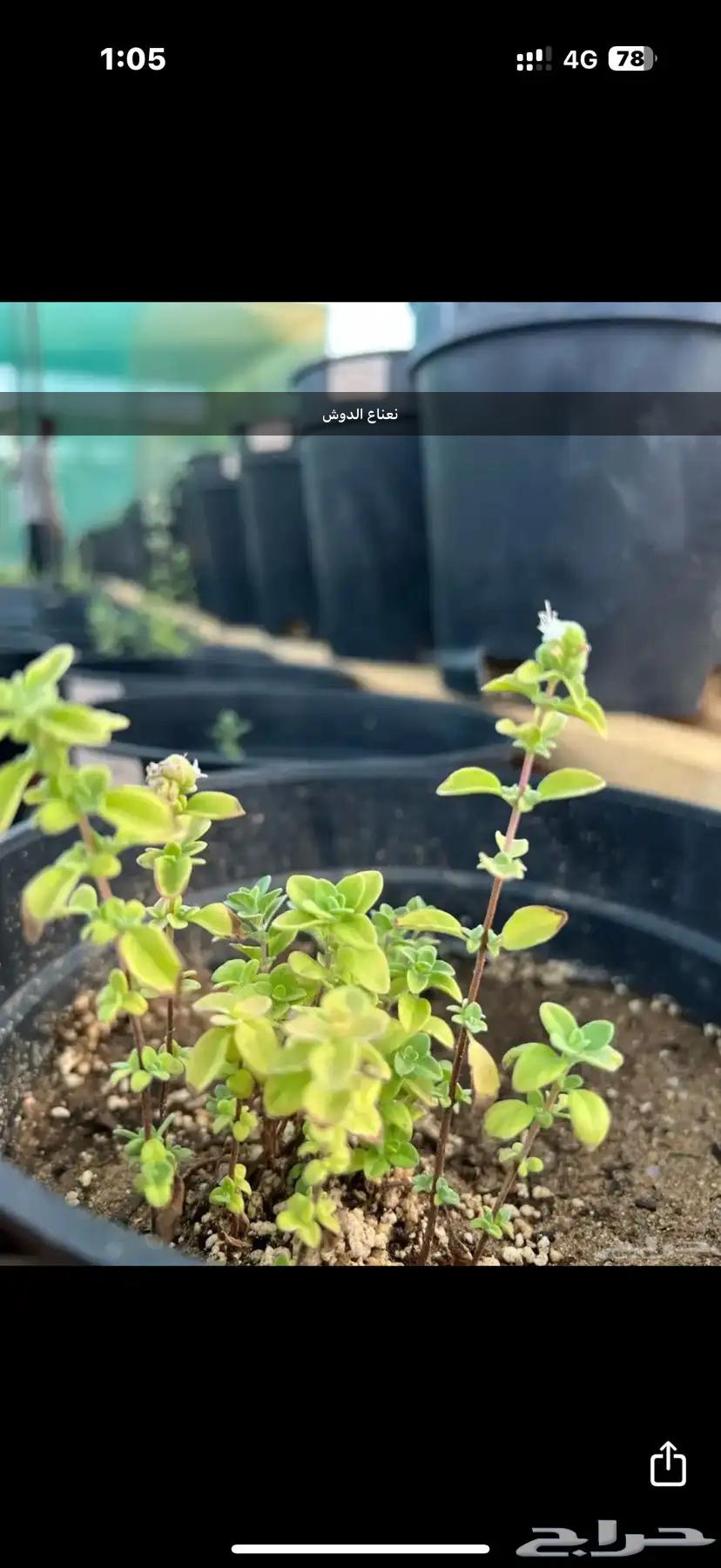 Various seedlings - vegetables - herbs - ornamental63221066748674114