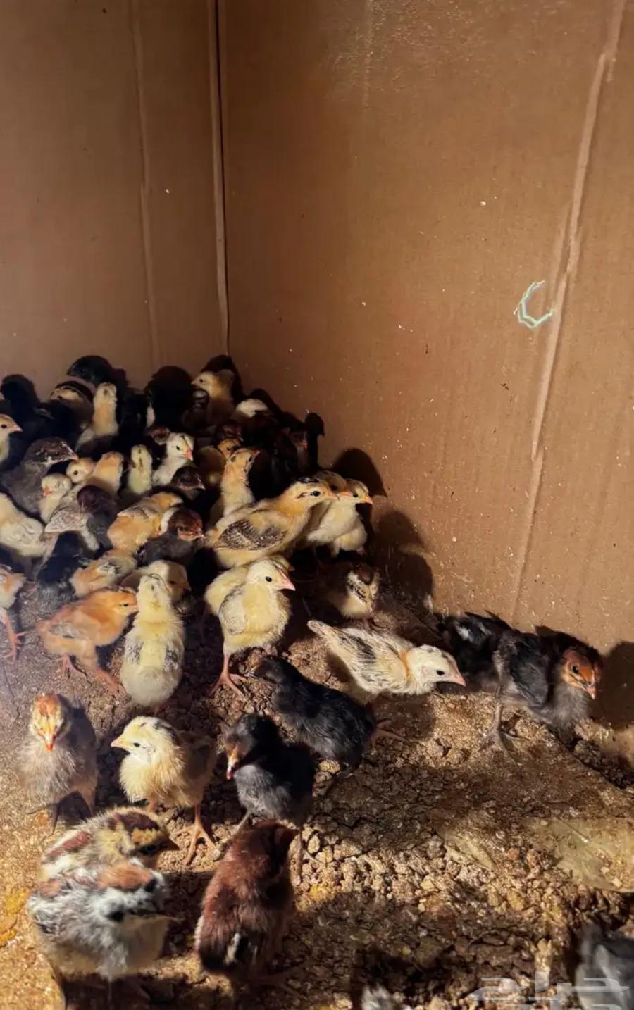 Local chicks from Fayoum, Turkey63192315695874112