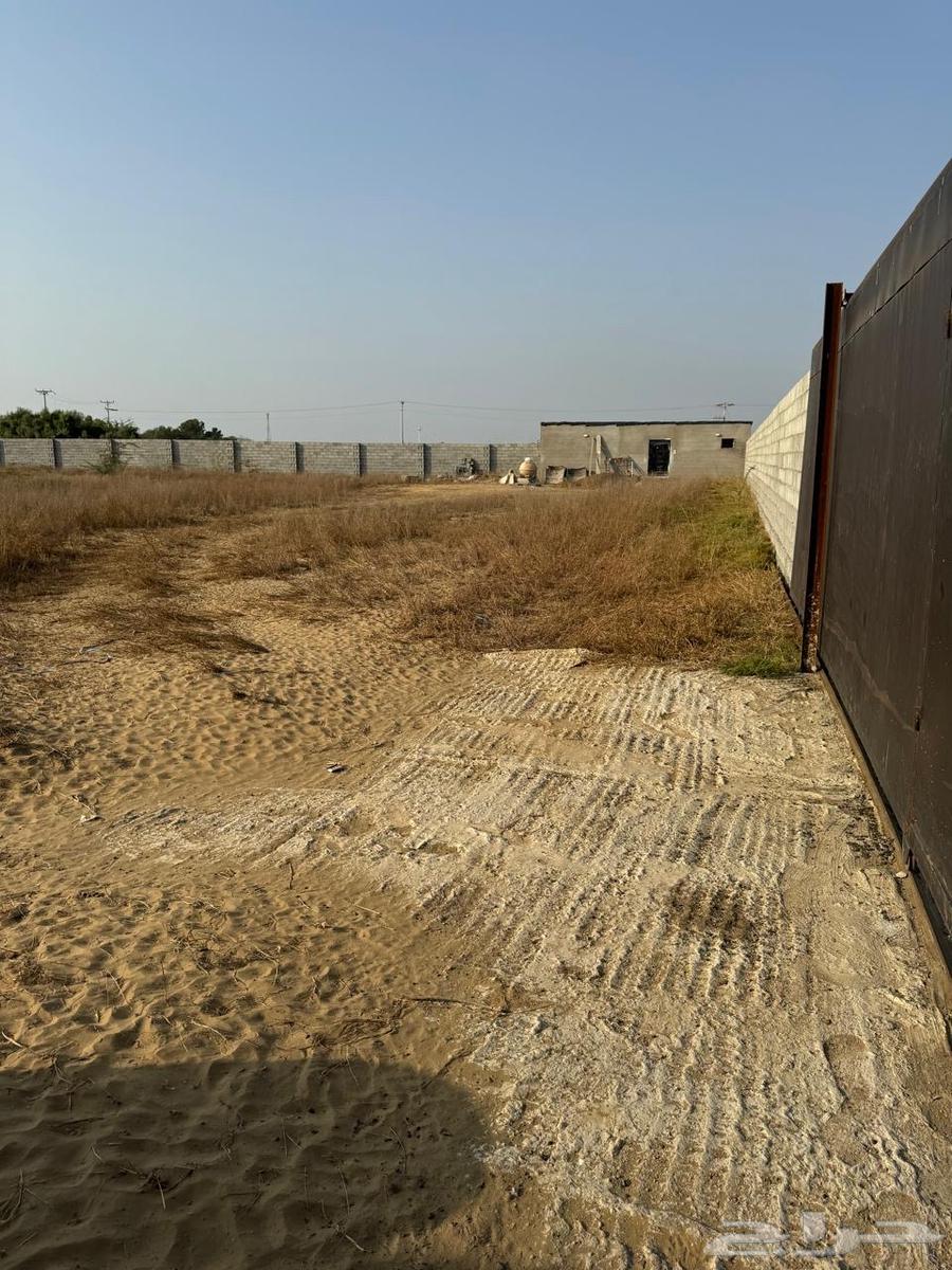 Horse for rent in Jazan city, has accommodation, water and electricity63009169187330114