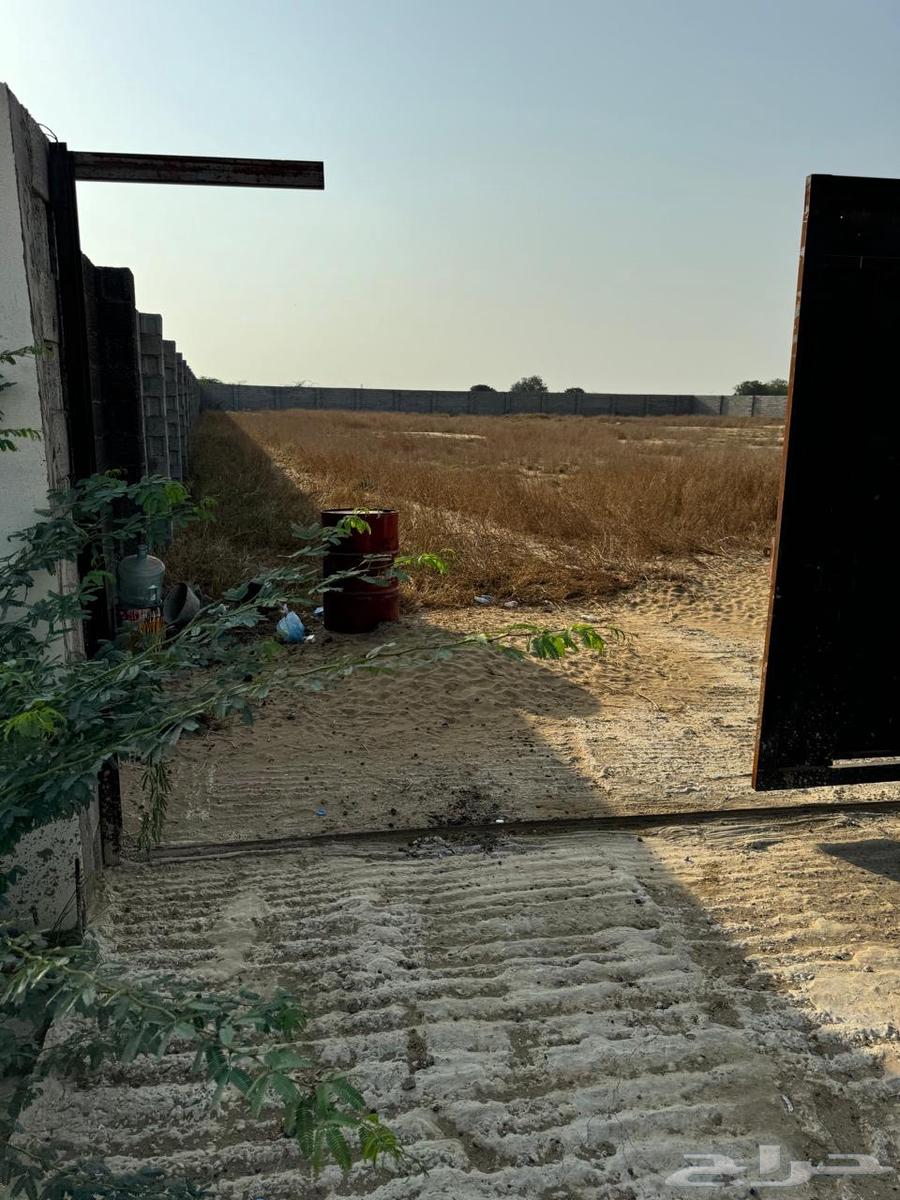 Horse for rent in Jazan city, has accommodation, water and electricity63009169187330113