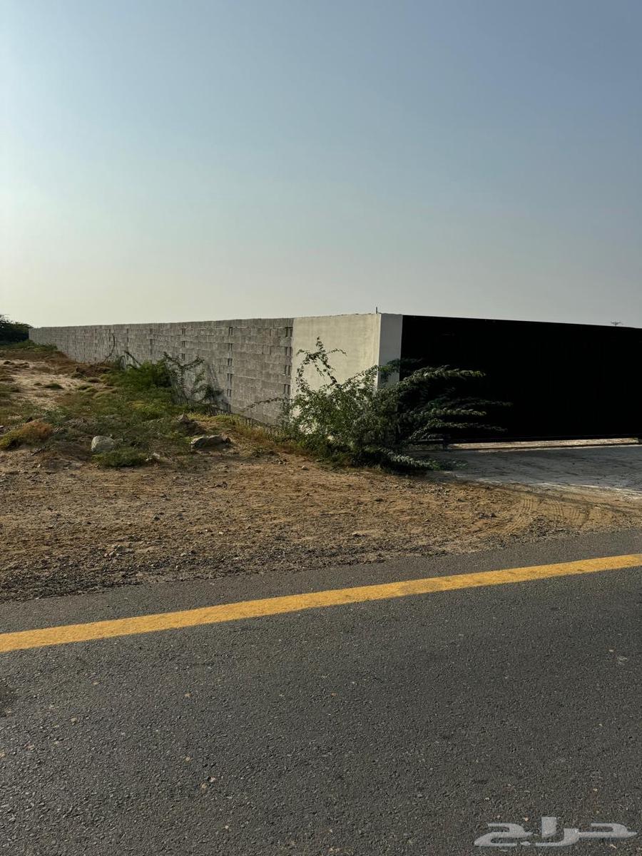 Horse for rent in Jazan city, has accommodation, water and electricity63009169187330112