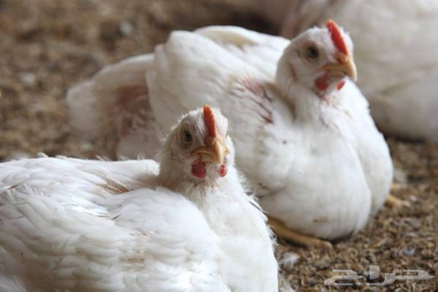White meat chicken631888434233631116
