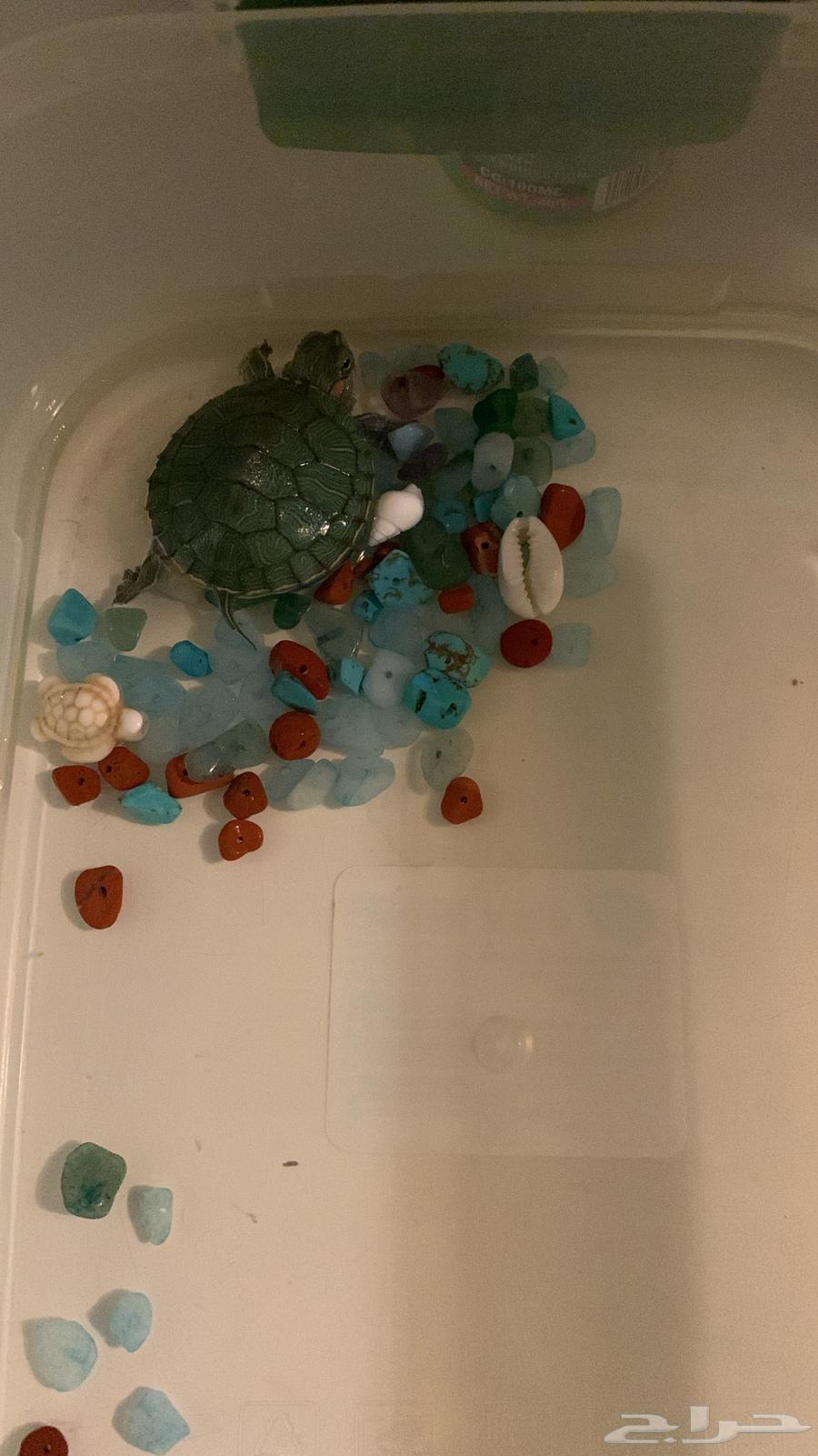 A sea turtle with its food. 50 sold63187914654338112