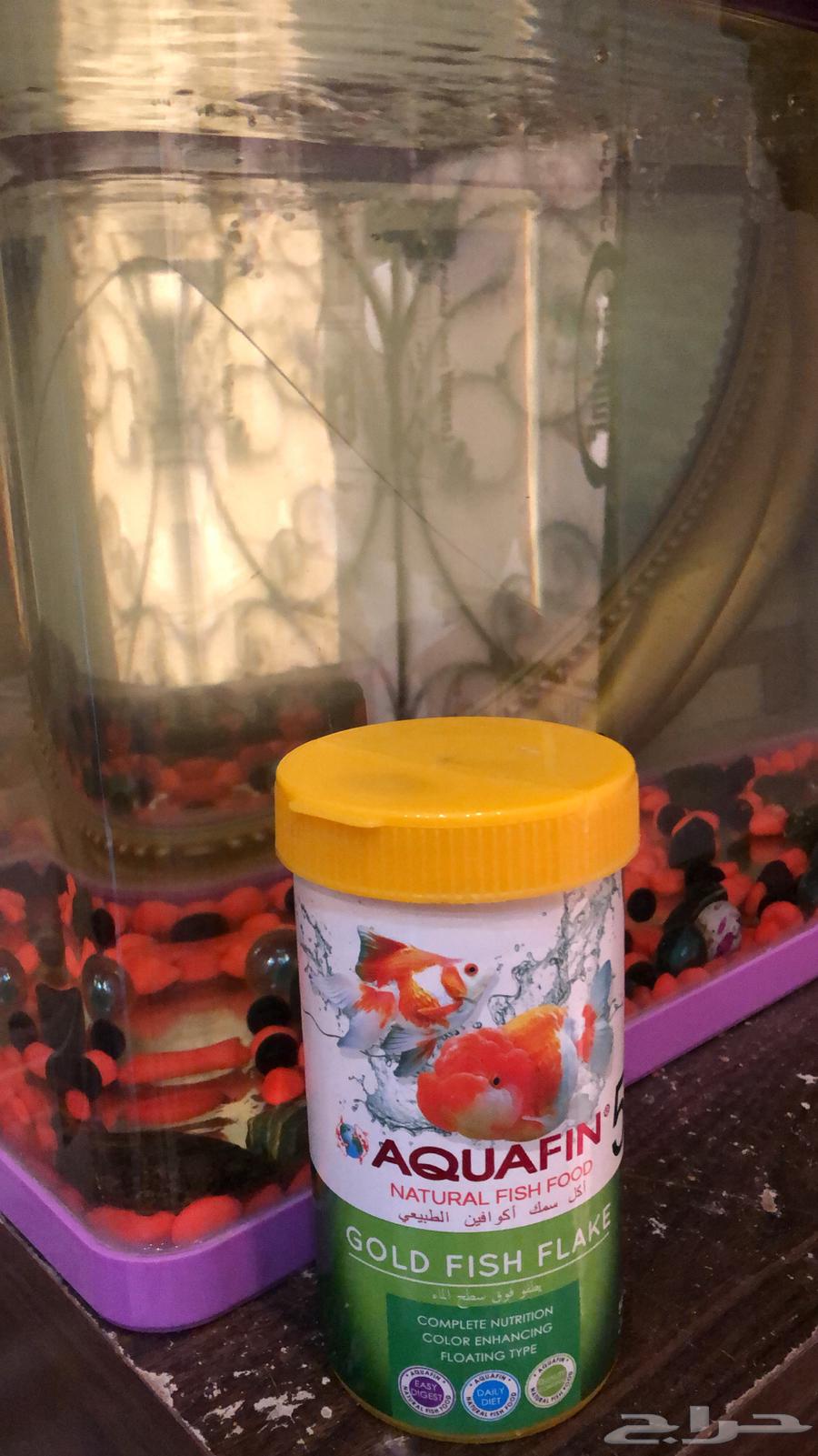 Fish tank for sale with two small fish63189849657601111