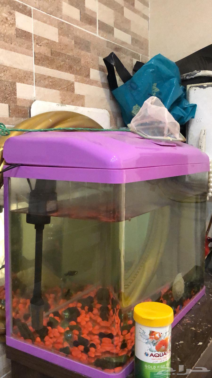 Fish tank for sale with two small fish63189849657601112