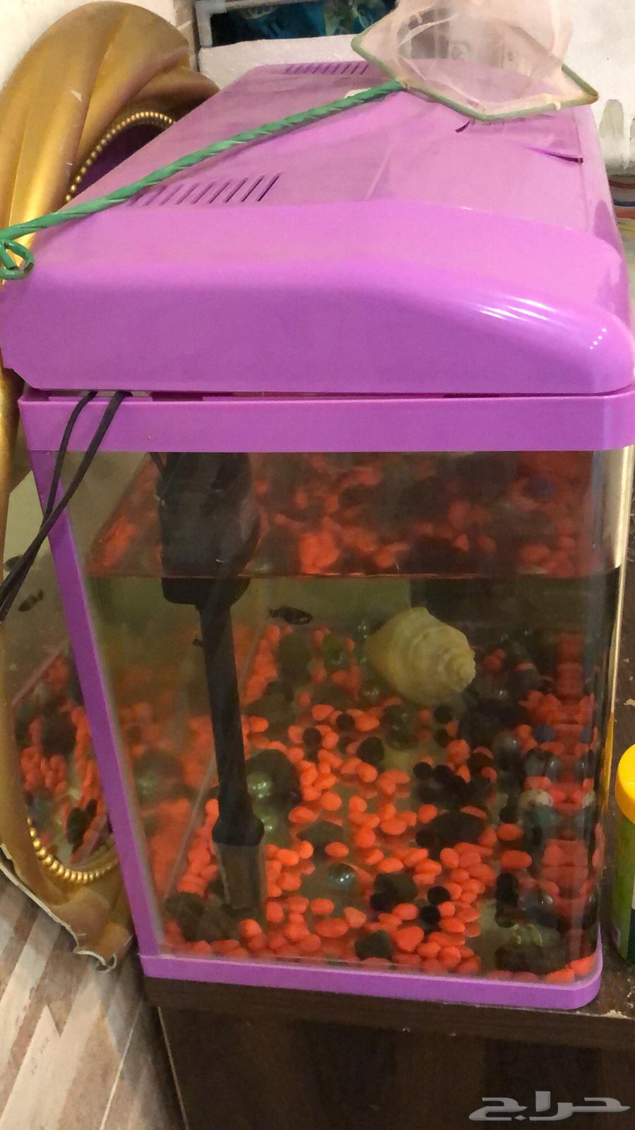 Fish tank for sale with two small fish63189849657601113