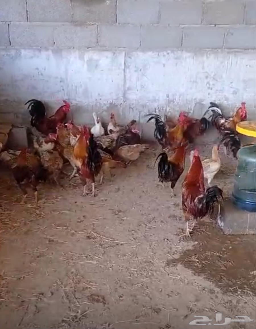 Roosters and chickens63188836264579115