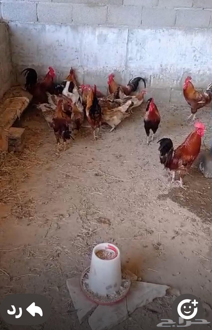Roosters and chickens63188836264579112