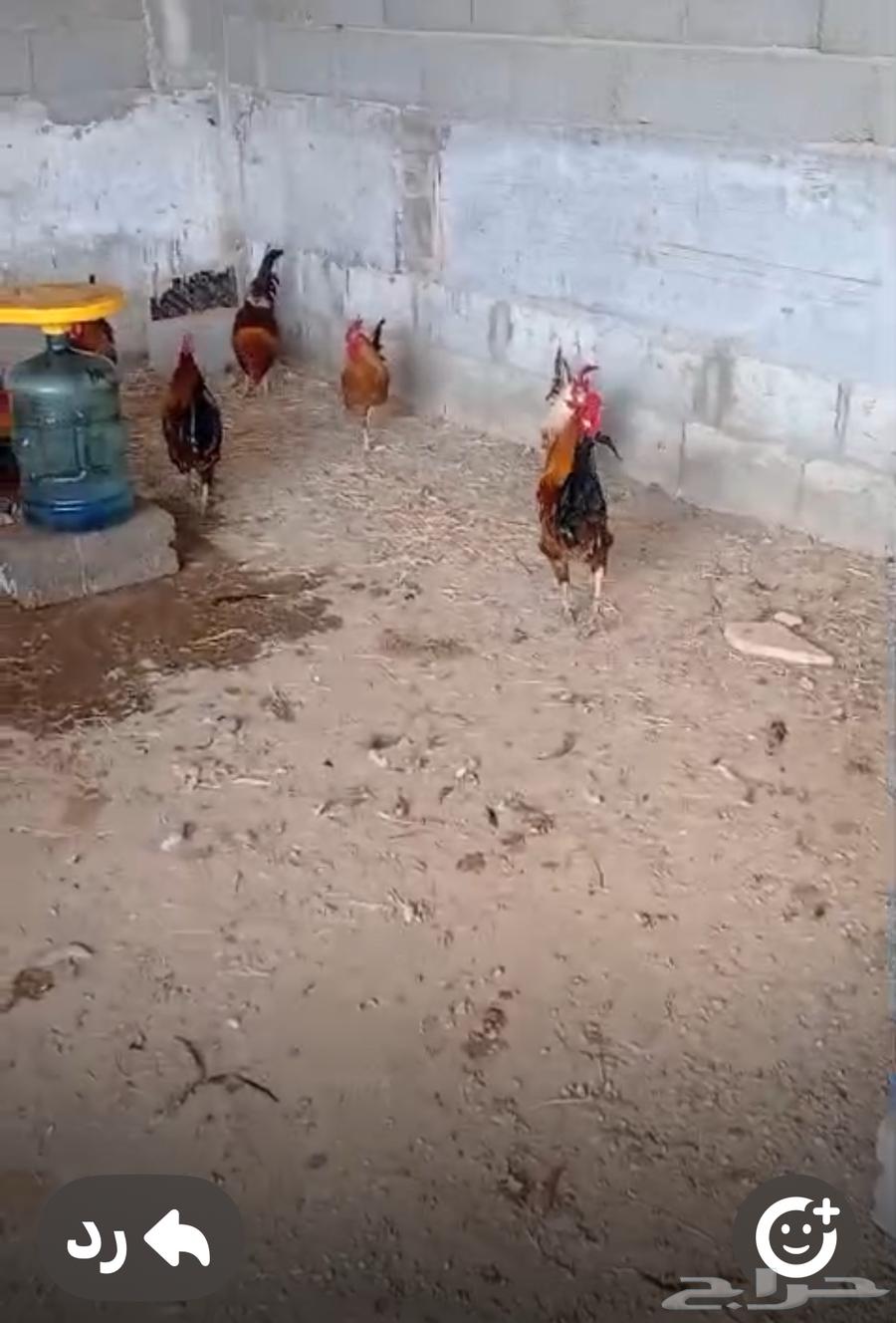 Roosters and chickens63188836264579111