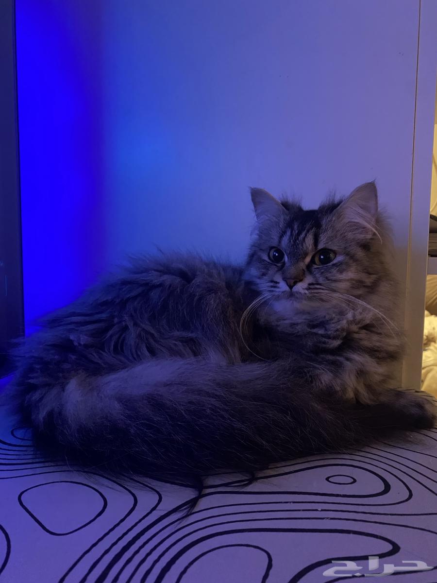 Cat for adoption63188862260610111