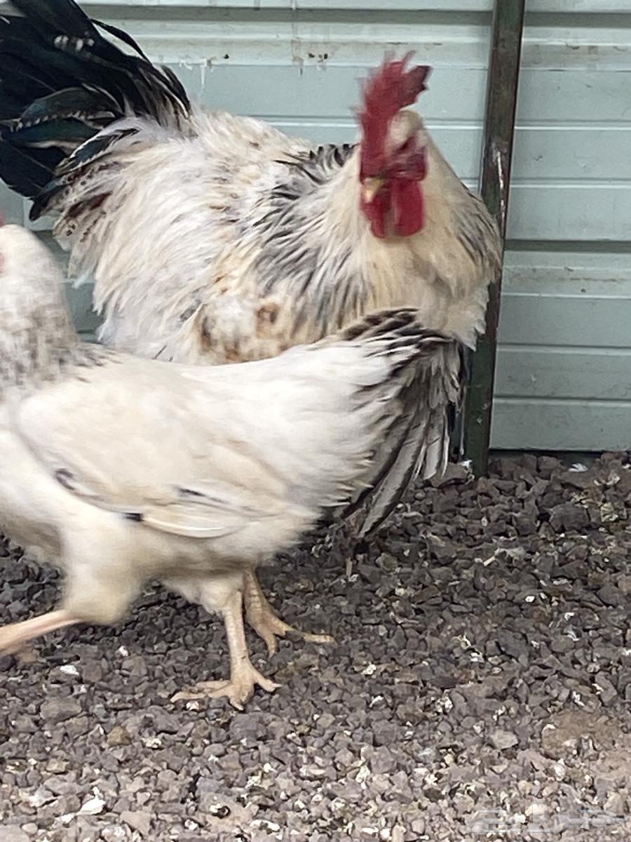 Two French Colombian oven chicken sets. Sold. Sold.63514750190082112