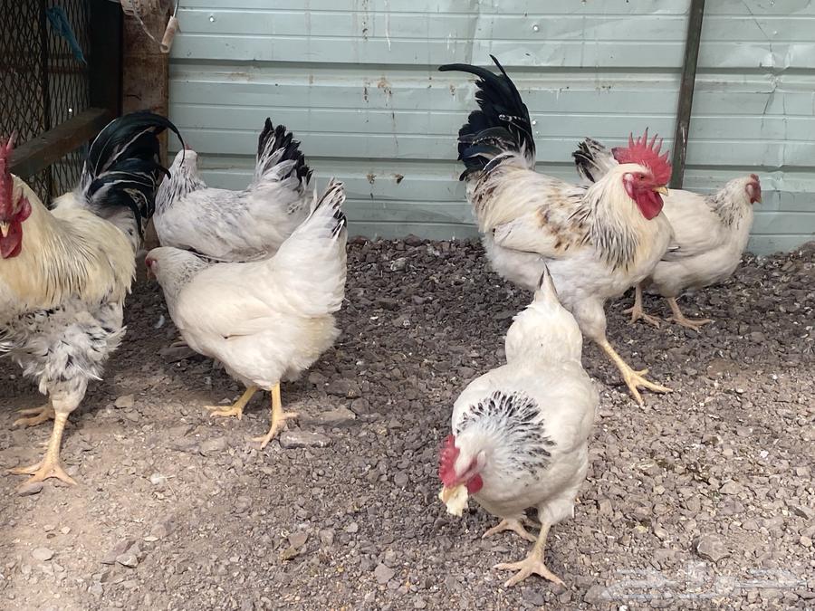 Two French Colombian oven chicken sets. Sold. Sold.63514750190082113