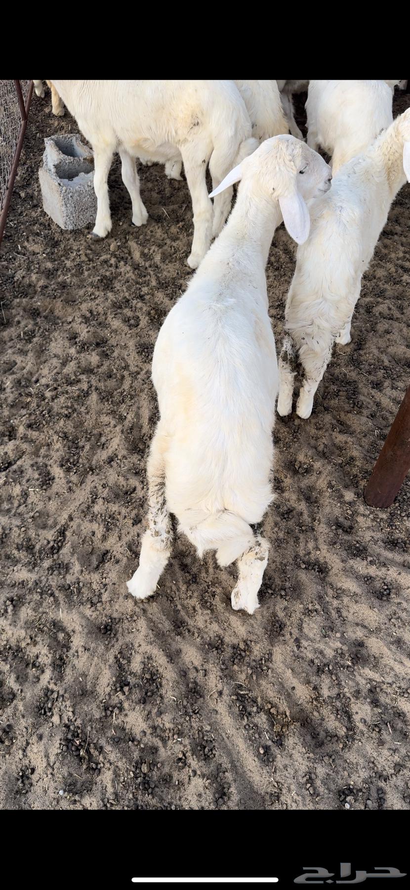 All my breeding stock is sold except for two, number 22 (sold).63188862359810113