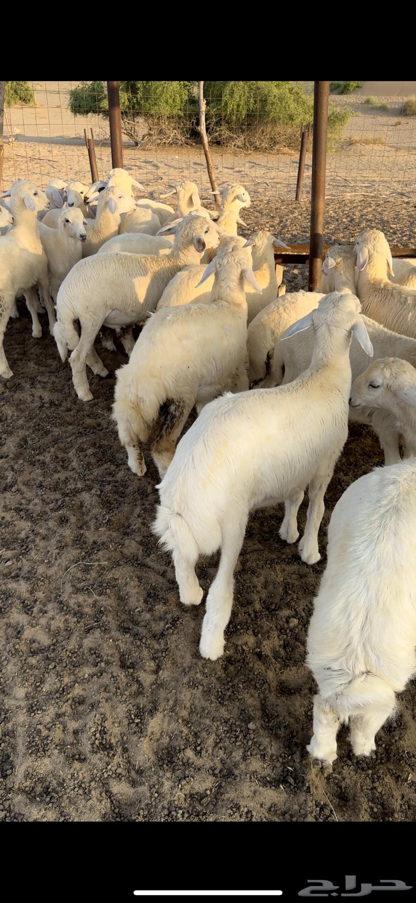 All my breeding stock is sold except for two, number 22 (sold).63188862359810112