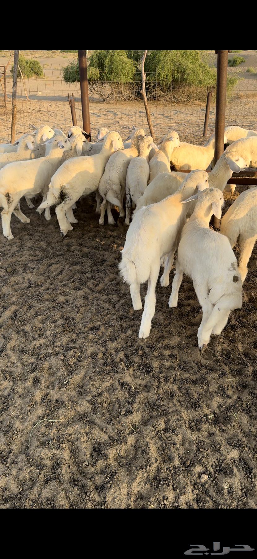 All my breeding stock is sold except for two, number 22 (sold).63188862359810111