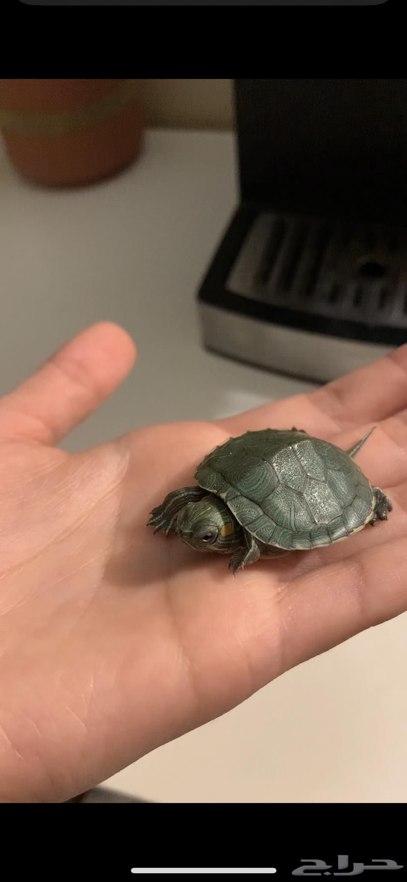 A sea turtle with its food. 50 sold63187914654338111