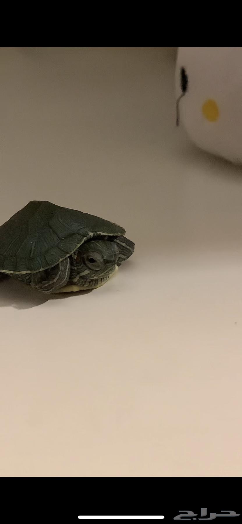 A sea turtle with its food. 50 sold63187914654338114