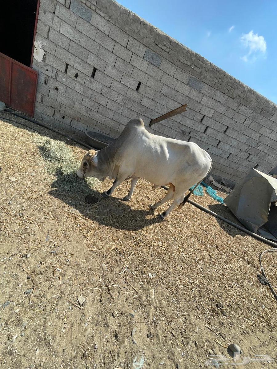 حسيل بلدي632378385632031113