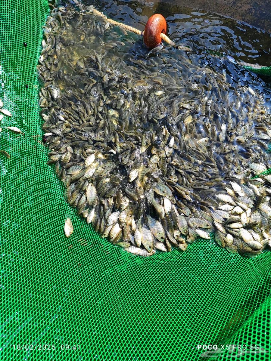 Bass seed single gender63189323847299112
