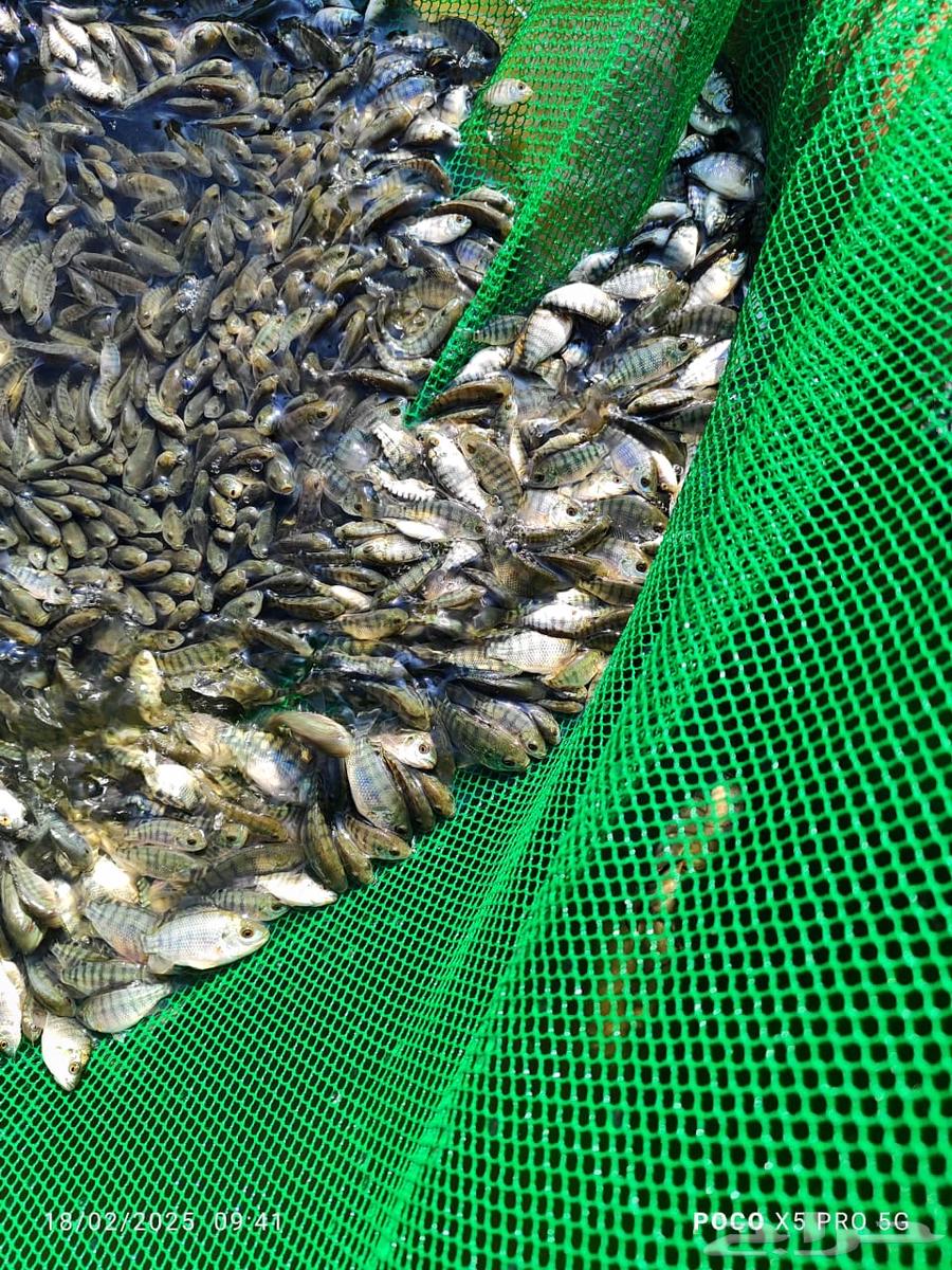 Bass seed single gender63189323847299111