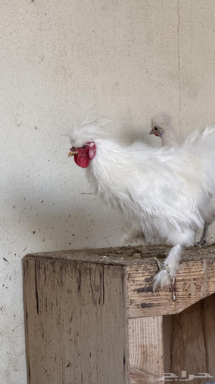 Silky (Cotton) Chicken63191842203777114