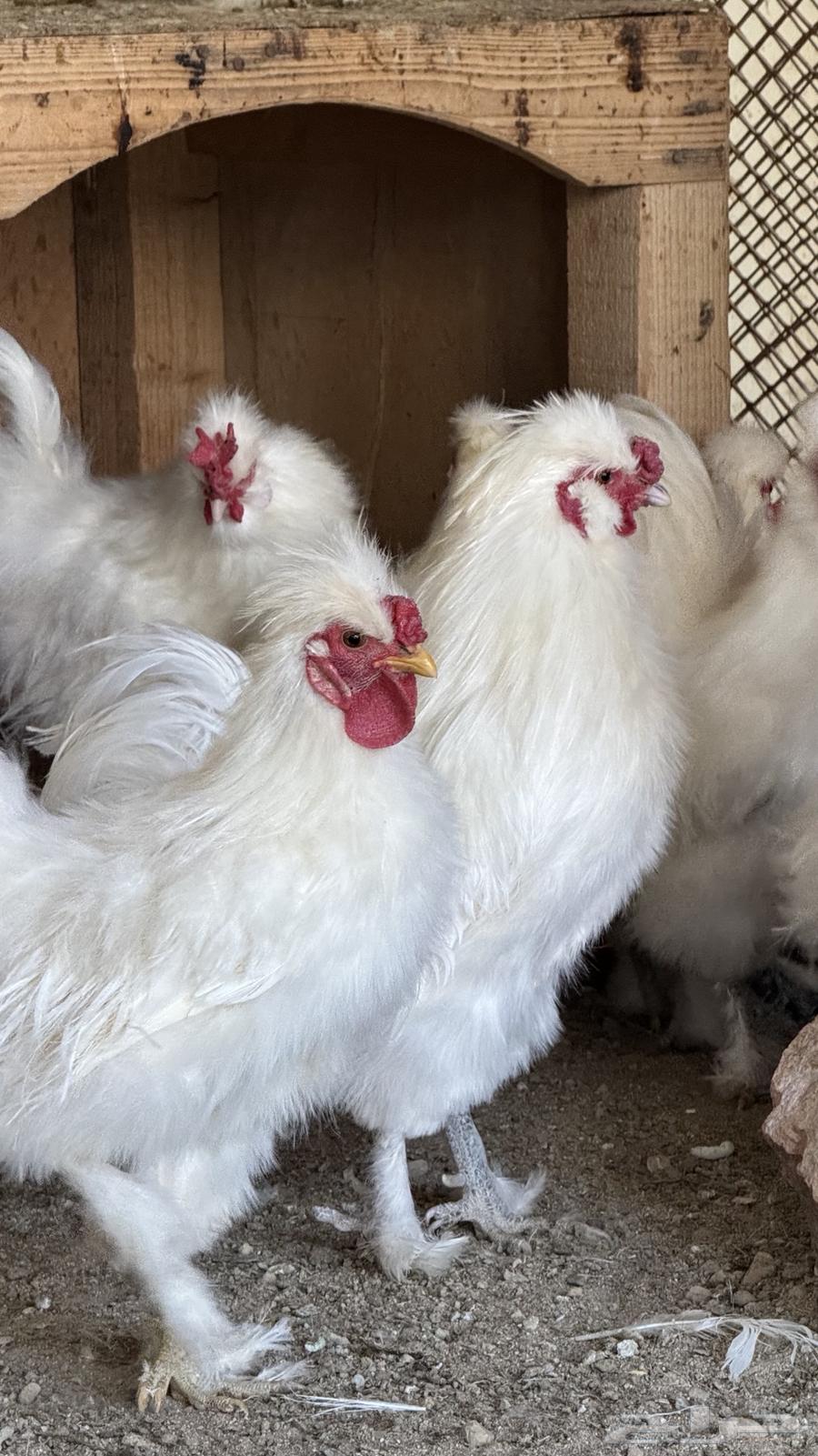 Silky (Cotton) Chicken63191842203777112